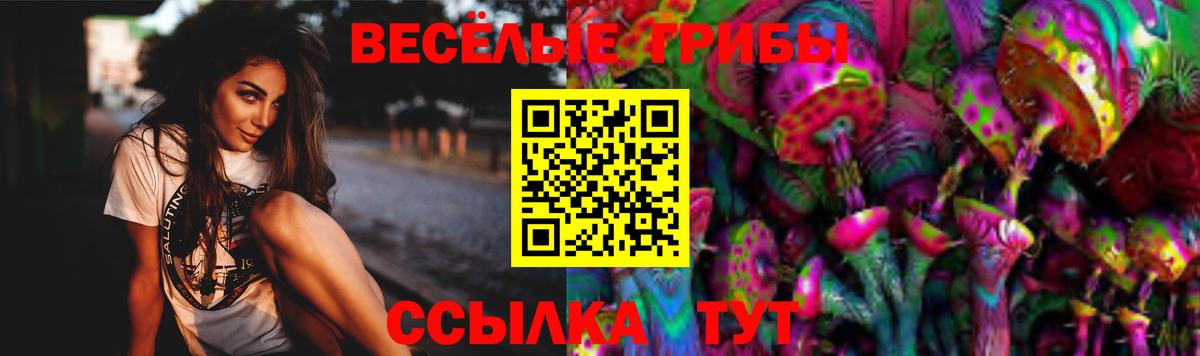 Галлюциногенные грибы Psilocybine cubensis Полысаево